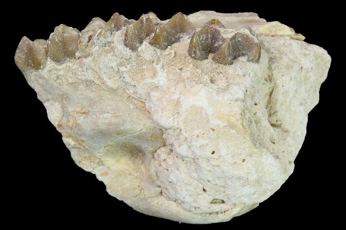 Oreodont (Merycoidodon) Maxilla Section - South Dakota #157421